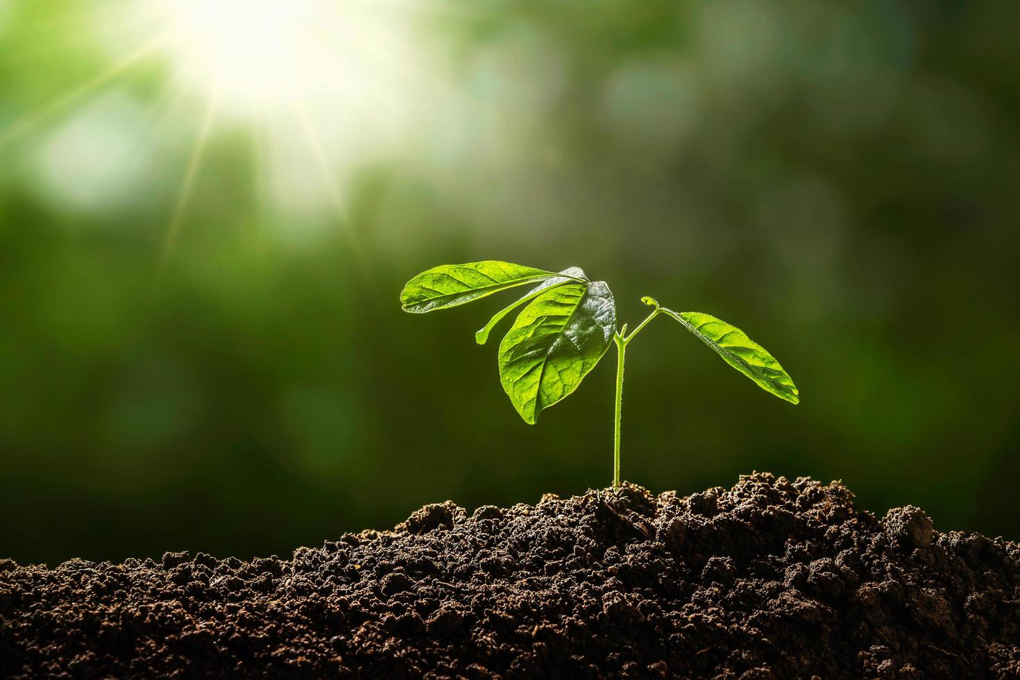 Young green seedling in soil under sunlight
