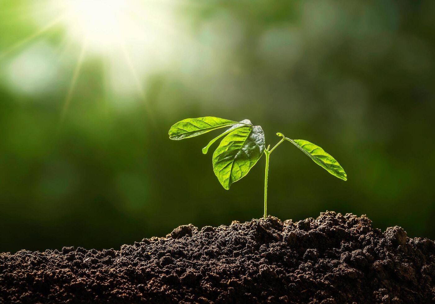 Young green seedling in soil under sunlight